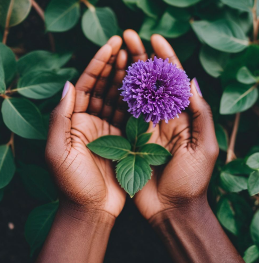 purple flower cradled in highly melanated hands